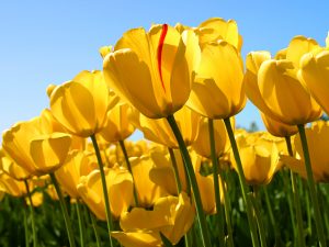 Tulips in bloom